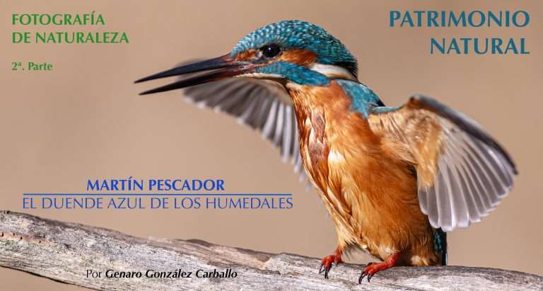 Martín Pescador. El duende azul de los humedales