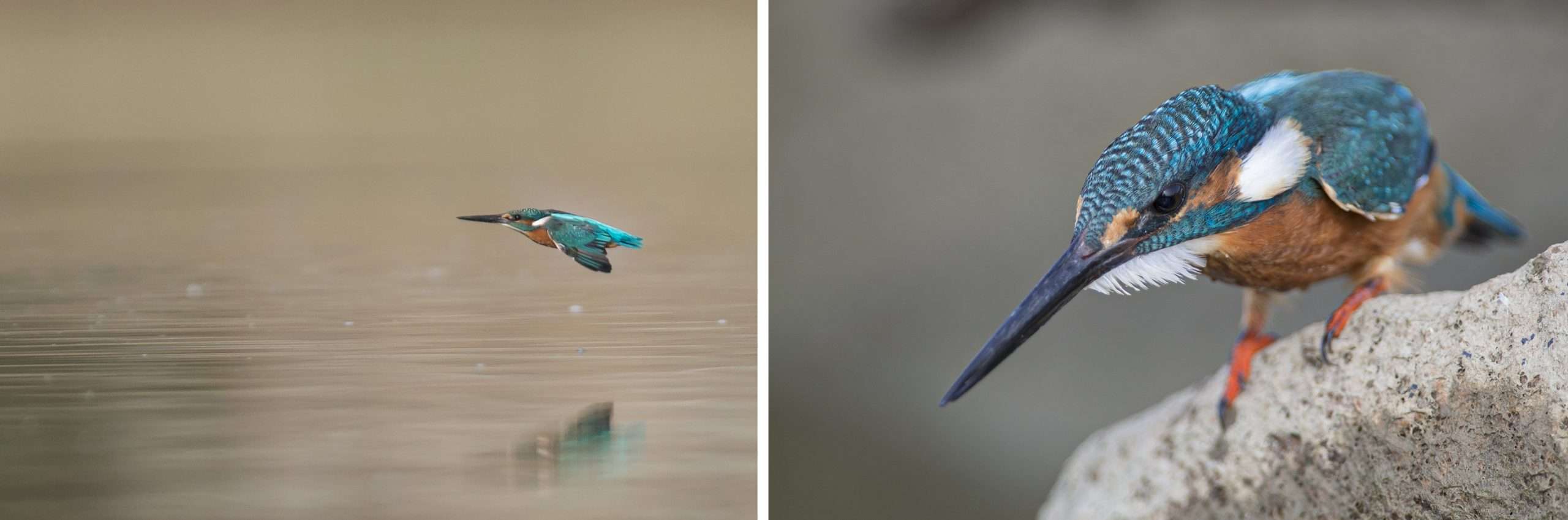 Martín Pescador. El duende azul de los humedales