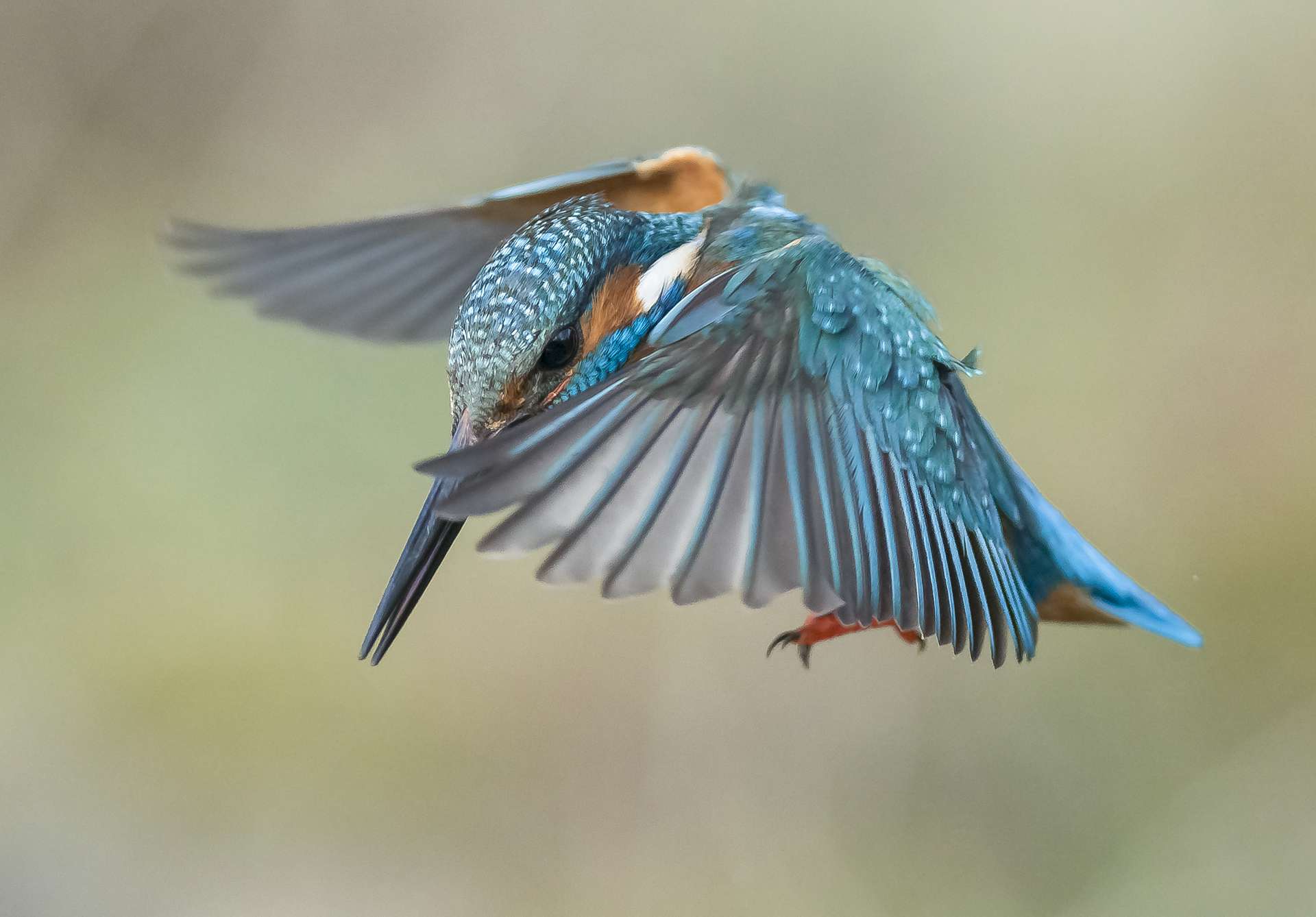 Martín Pescador. El duende azul de los humedales