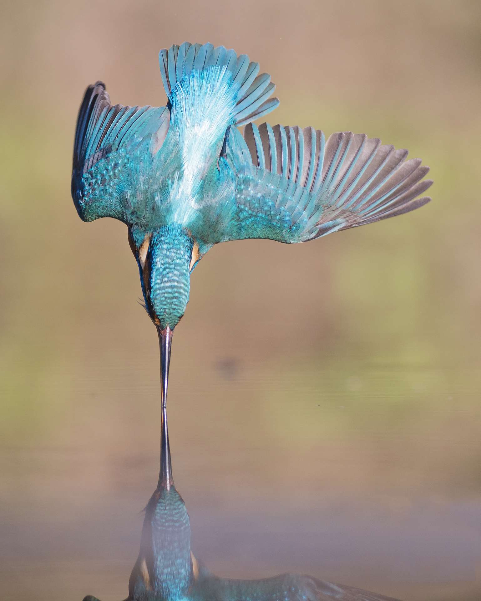 Martín Pescador. El duende azul de los humedales