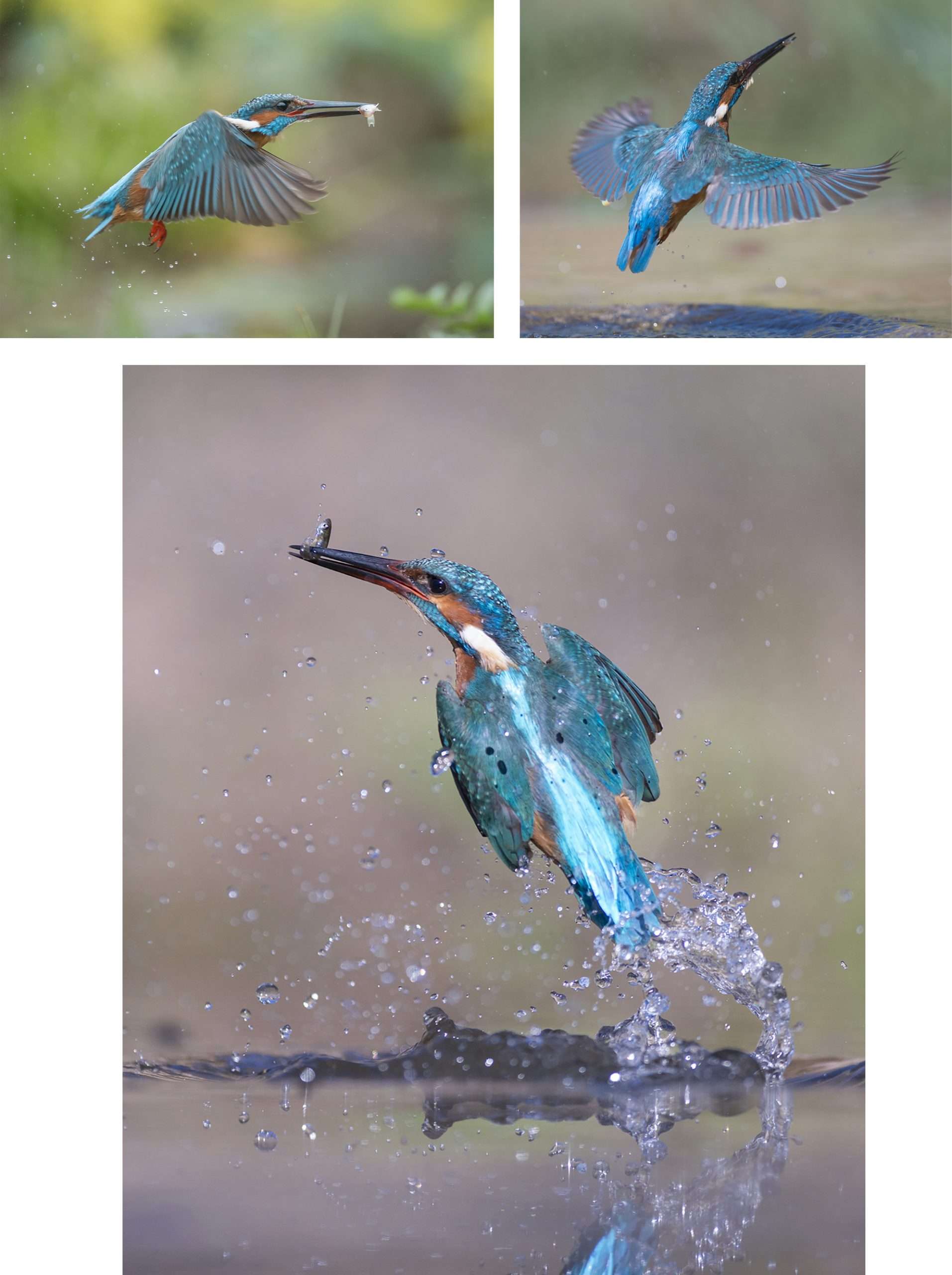 Martín Pescador. El duende azul de los humedales