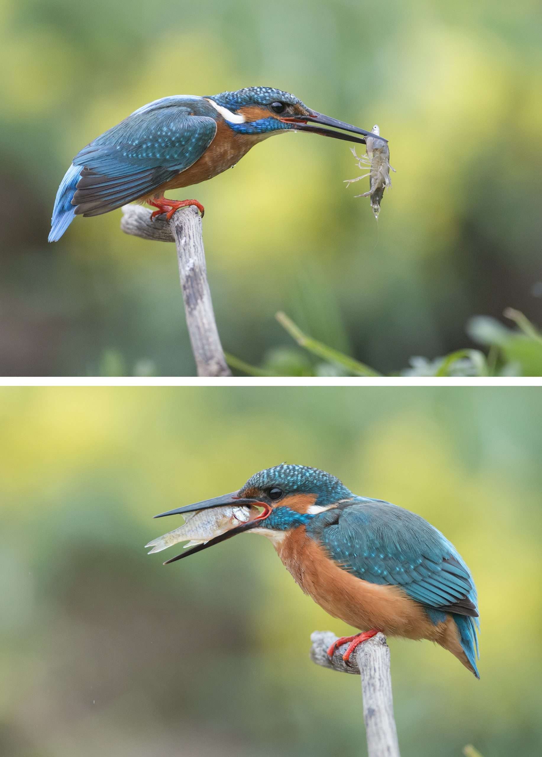 Martín Pescador. El duende azul de los humedales