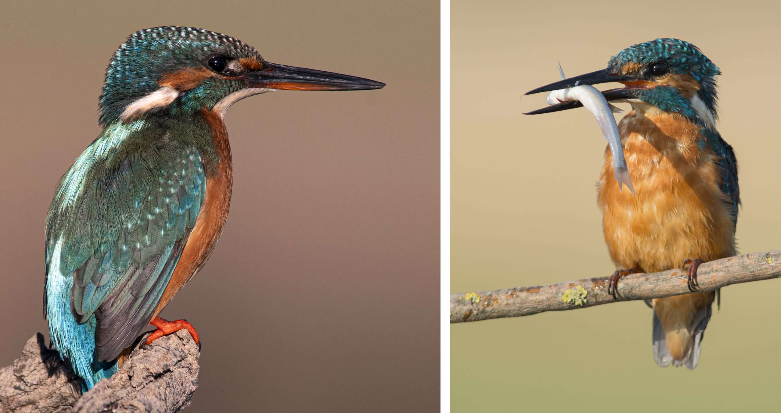 Martín Pescador. El duende azul de los humedales