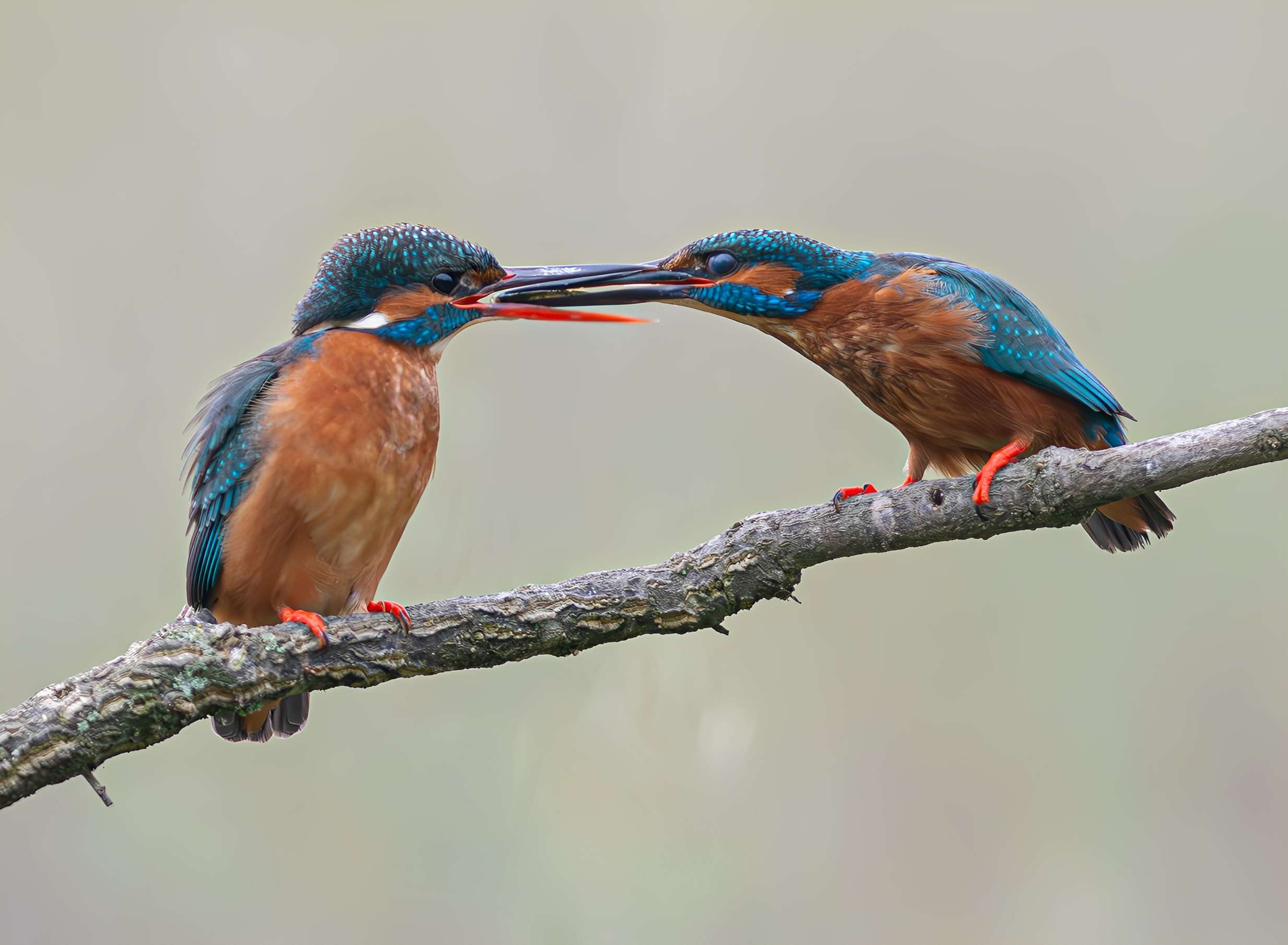 Martín Pescador. El duende azul de los humedales