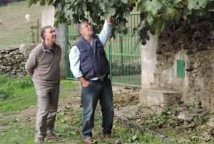 Bajo la sombra generosa de una jiguera centenaria