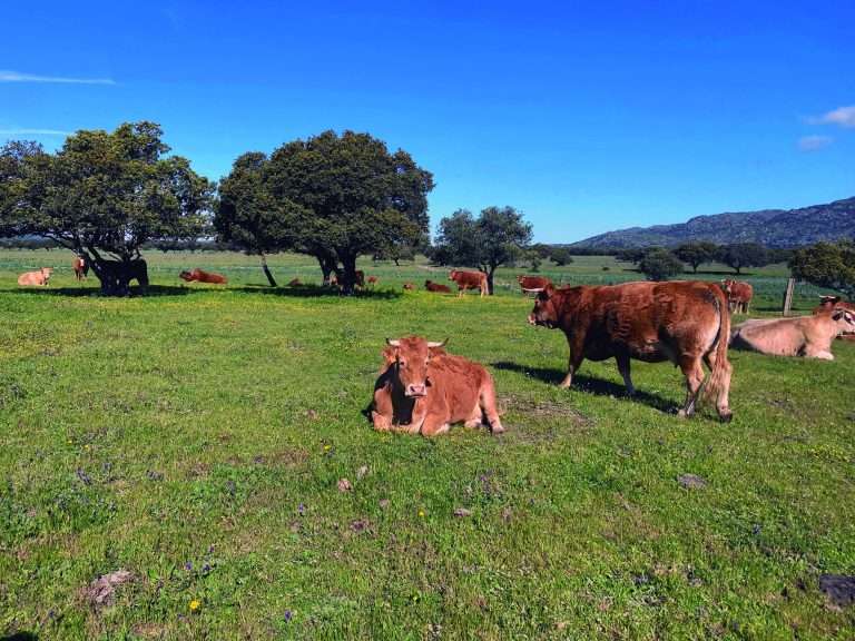 Un estudio analiza la huella de carbono de la ganadería extensiva en la dehesa extremeña