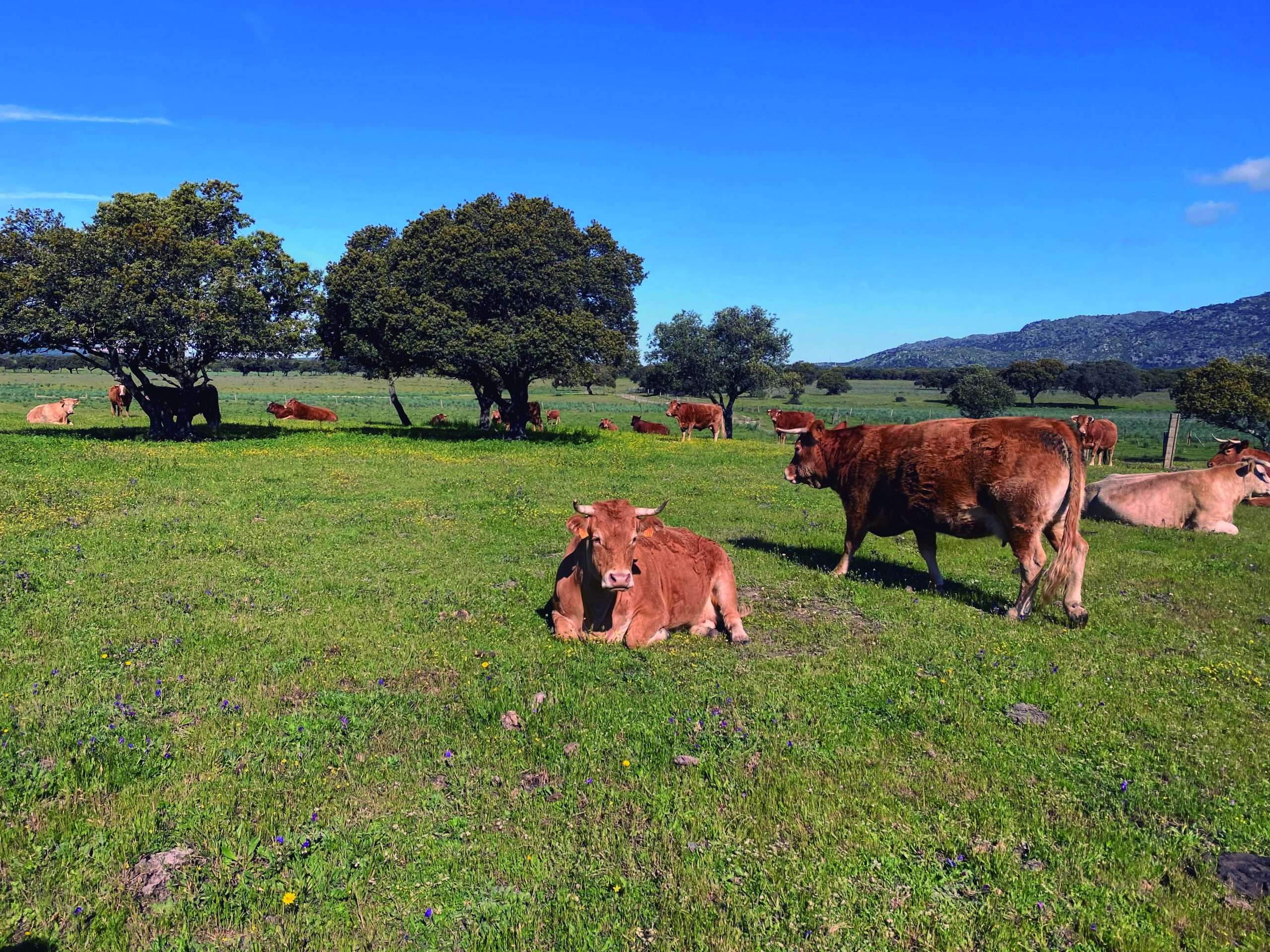 Un estudio analiza la huella de carbono de la ganadería extensiva en la dehesa extremeña