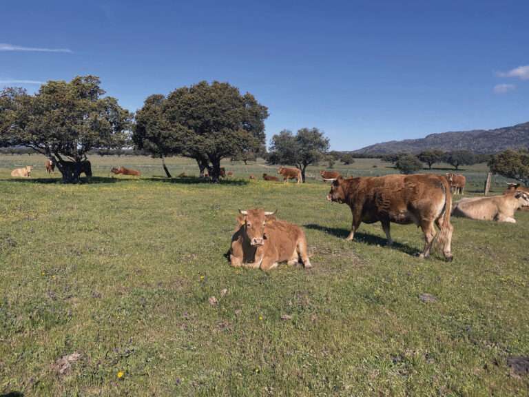 Un estudio analiza la huella de carbono de la ganadería extensiva en la dehesa extremeña