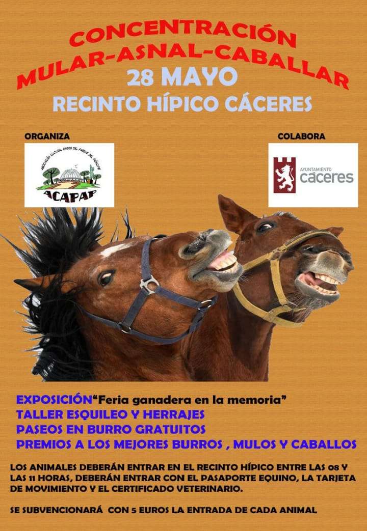 Cáceres recupera el pulso del campo con su tradicional feria de ganado equino, mular y asnal