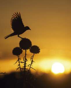 'Alzacola y sol'
