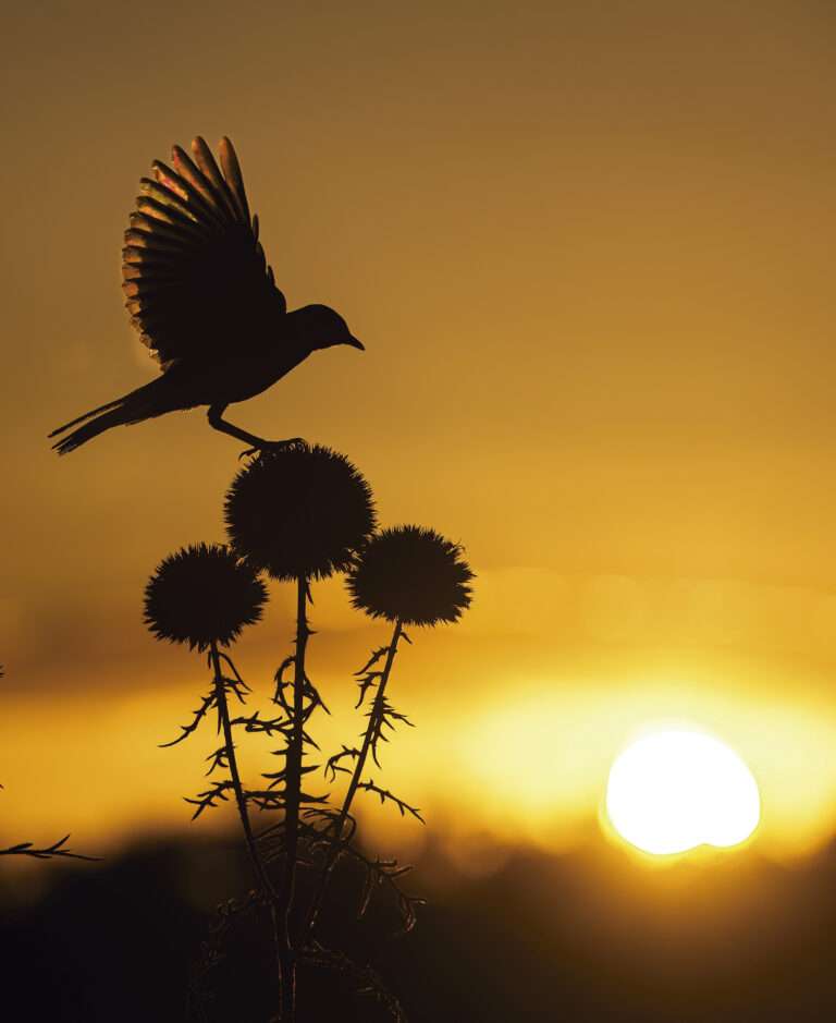 'Alzacola y sol'