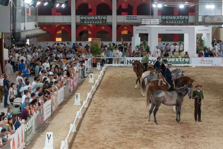 'Ecuextre' se confirma como el gran encuentro del caballo y el toro de la Península Ibérica
