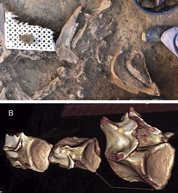 Un estudio de la Universidad de Extremadura revela que los caballos sacrificados en Casas del Turuñuelo soportaron años de trabajo intenso