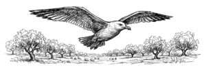 Gaviota bellotera