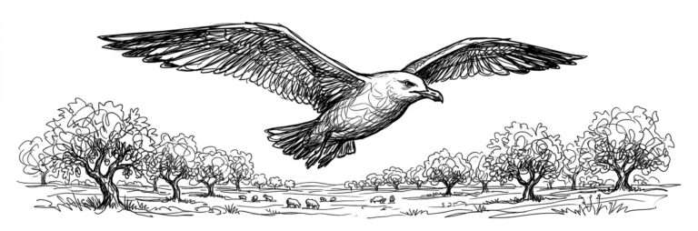 Gaviota bellotera